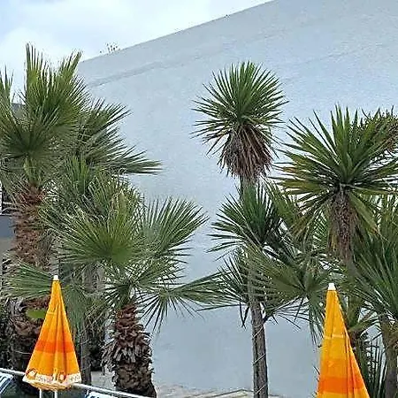 The Palm Club